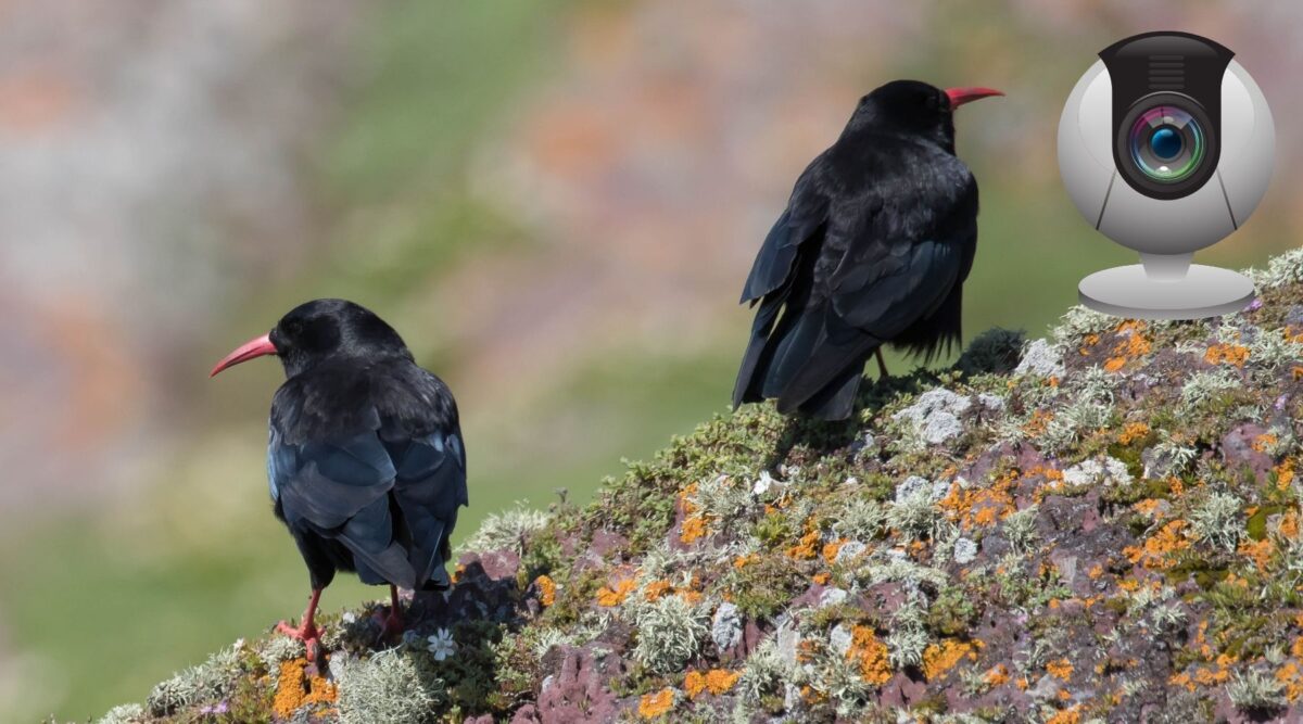 Choughs-1200x667 ‘Nestflix’ returns for a new season in Cork