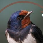 Swallow