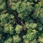 Over 1,500 Hectares of Forestry Planted in 2024 11 forestry ireland