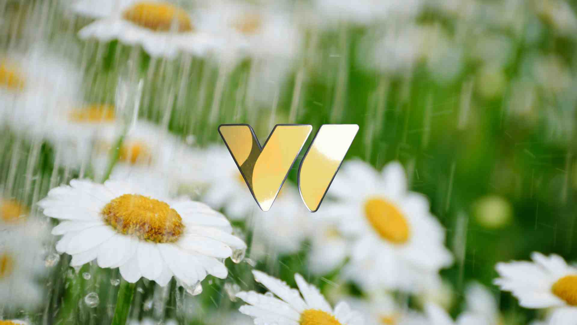 Flowers and rain