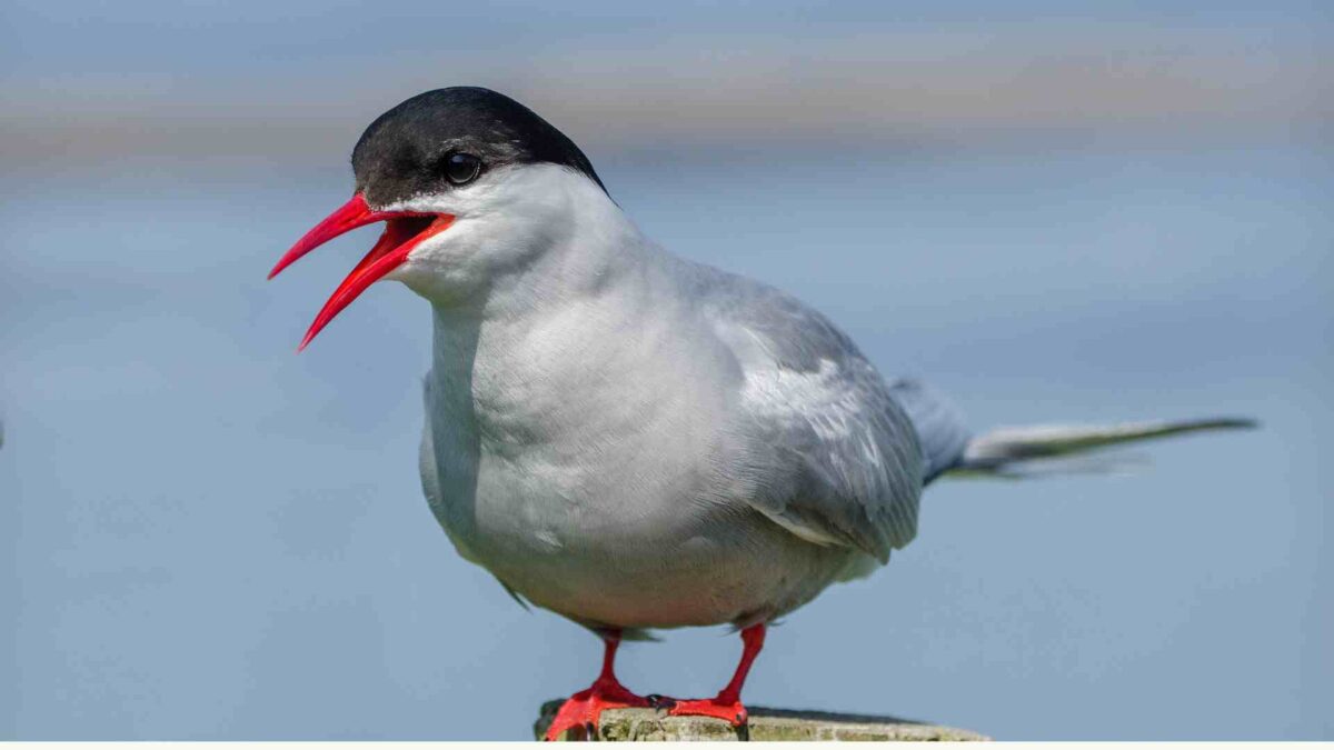 Arctic_tern_ireland-1200x675 The world's longest migrating bird spotted in Ireland