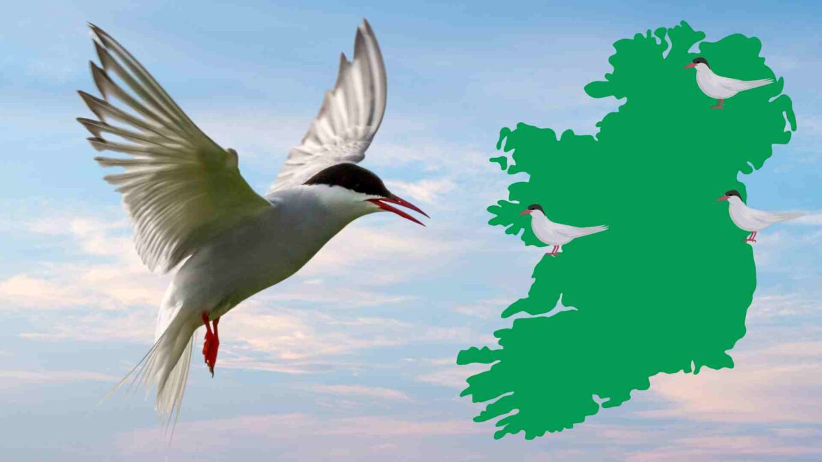 Arctic_tern_ireland1-1200x675 The world's longest migrating bird spotted in Ireland