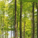 Broadleaf forestry