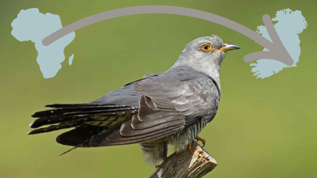 Cuckoo-1200x675 Rare visit of Mediterranean Warbler to Cork