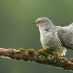 Cuckoo