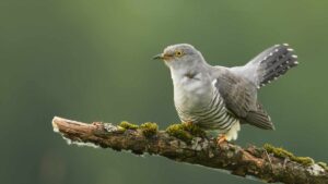 Cuckoo