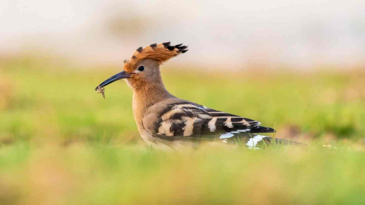 Hoopoes-1200x675 Rare visit of Mediterranean Warbler to Cork