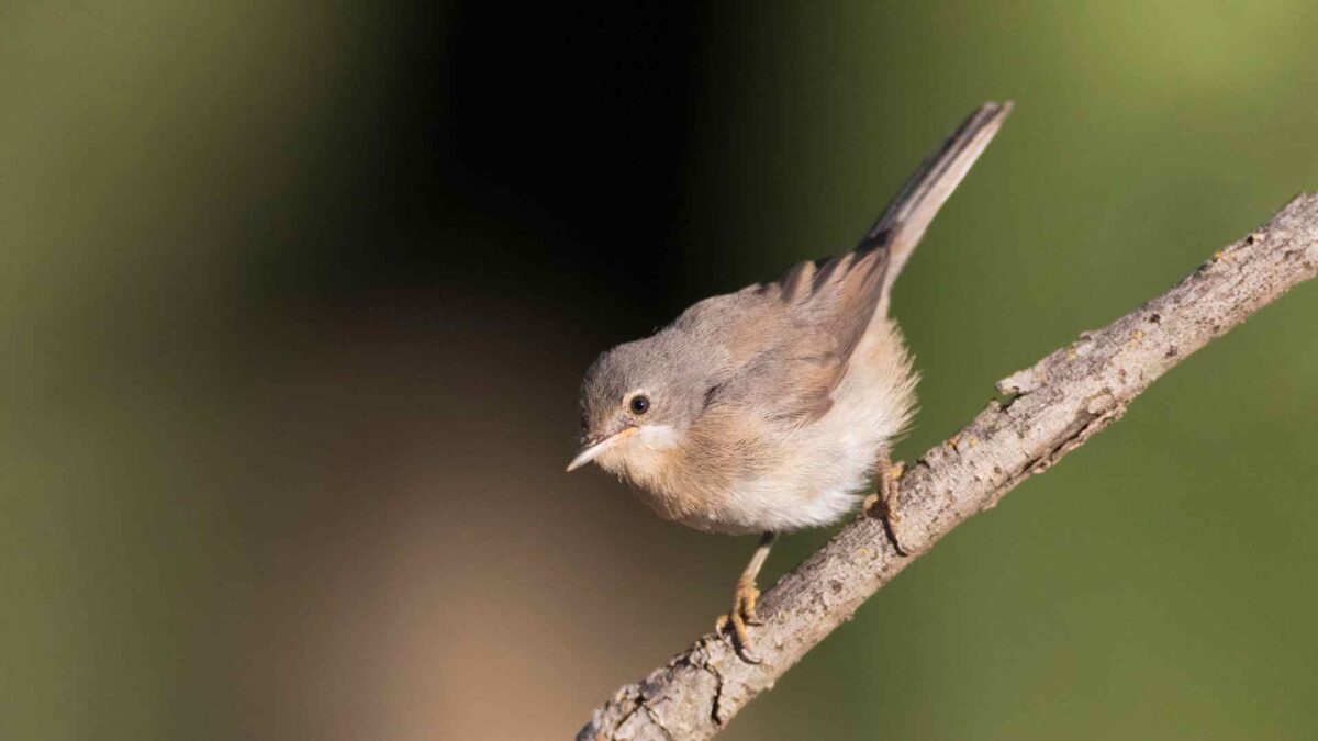 Western-Subalpine-Warbler1-1200x675 Rare visit of Mediterranean Warbler to Cork