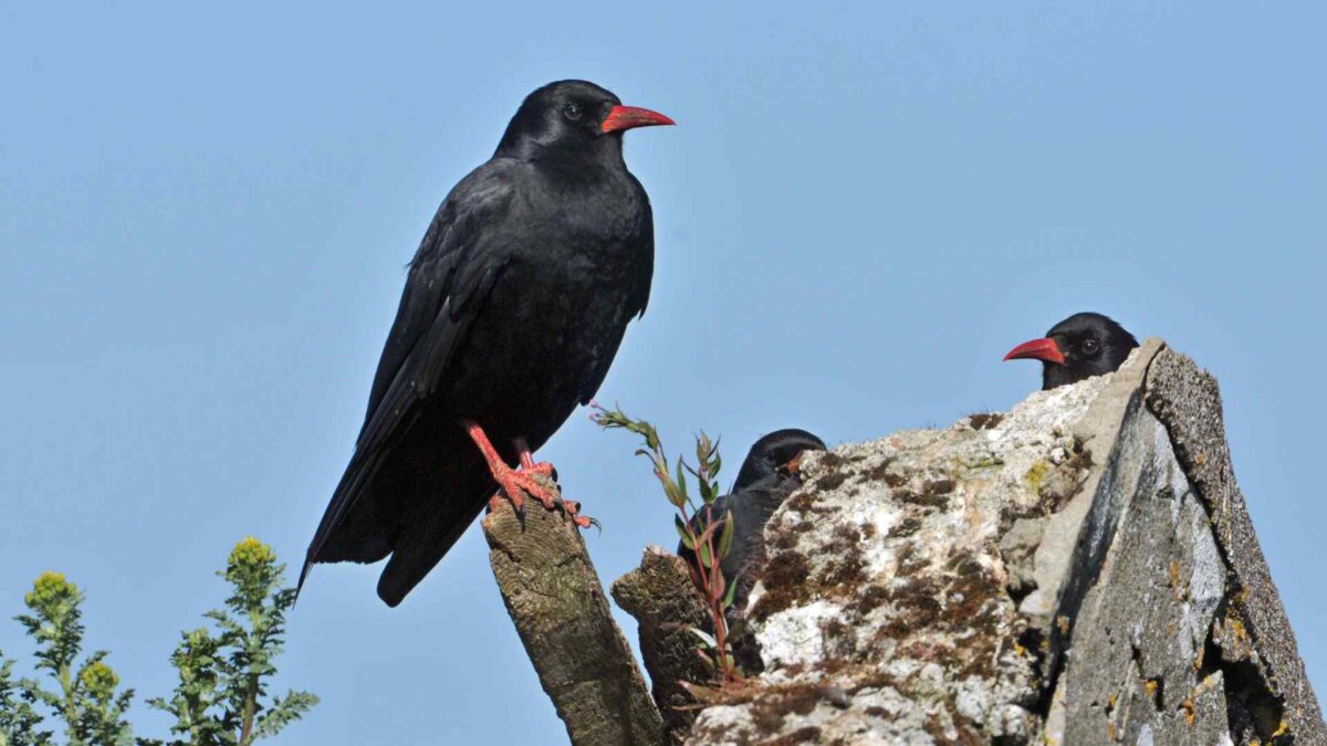 chough-1200x675 Clare study targets plummeting Chough populations