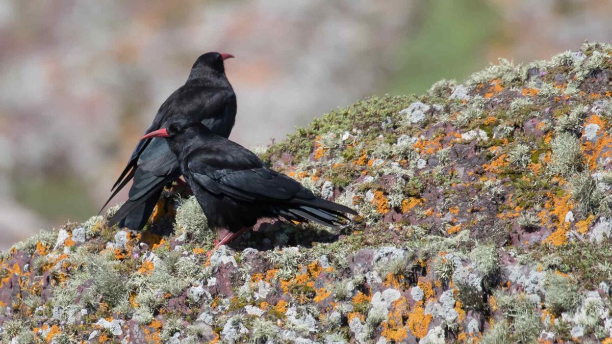 chough_bird-1200x675 Clare study targets plummeting Chough populations