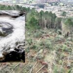 Forest damaged by Storm Éowyn