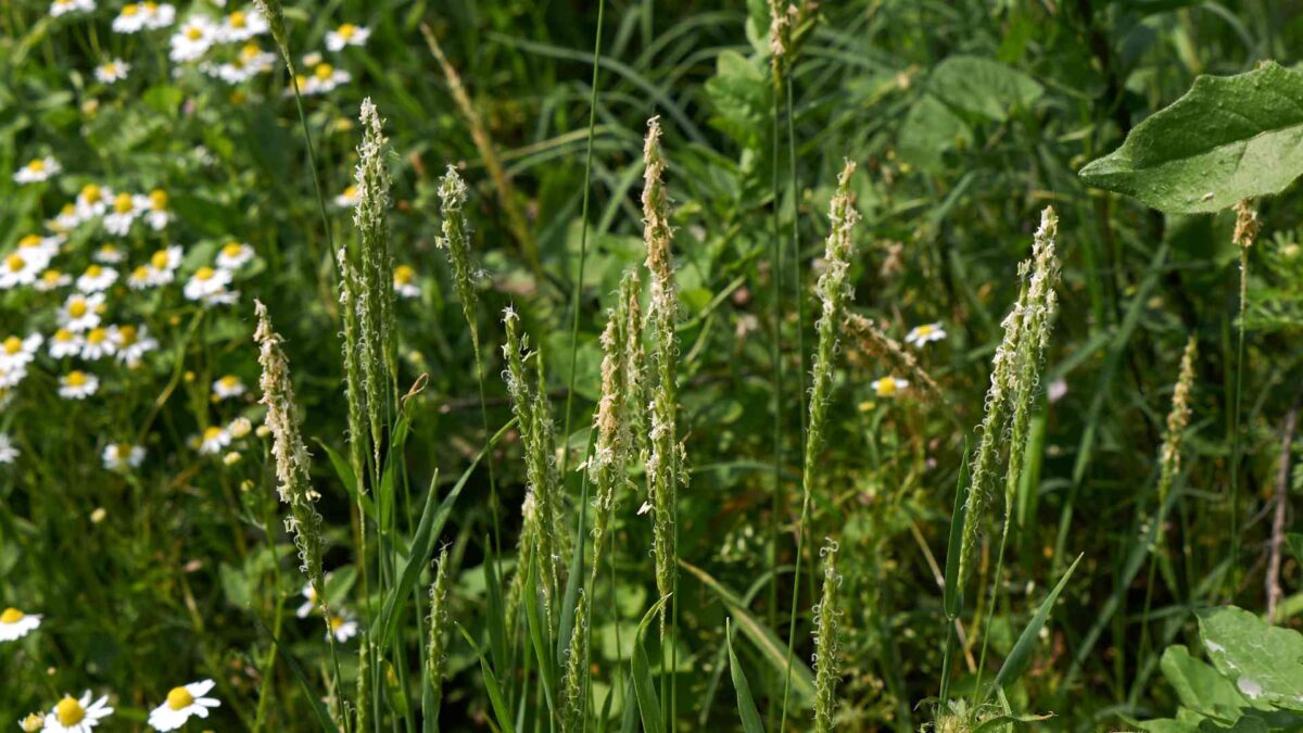 Blackgrass declared Noxious Weed in Ireland 25 BLACKGRASS