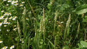 BLACKGRASS