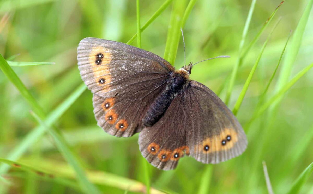 MEADOW_BROWN-1200x745 Contrasting fortunes for Ireland’s butterfly populations