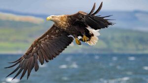 White-tailed Eagle