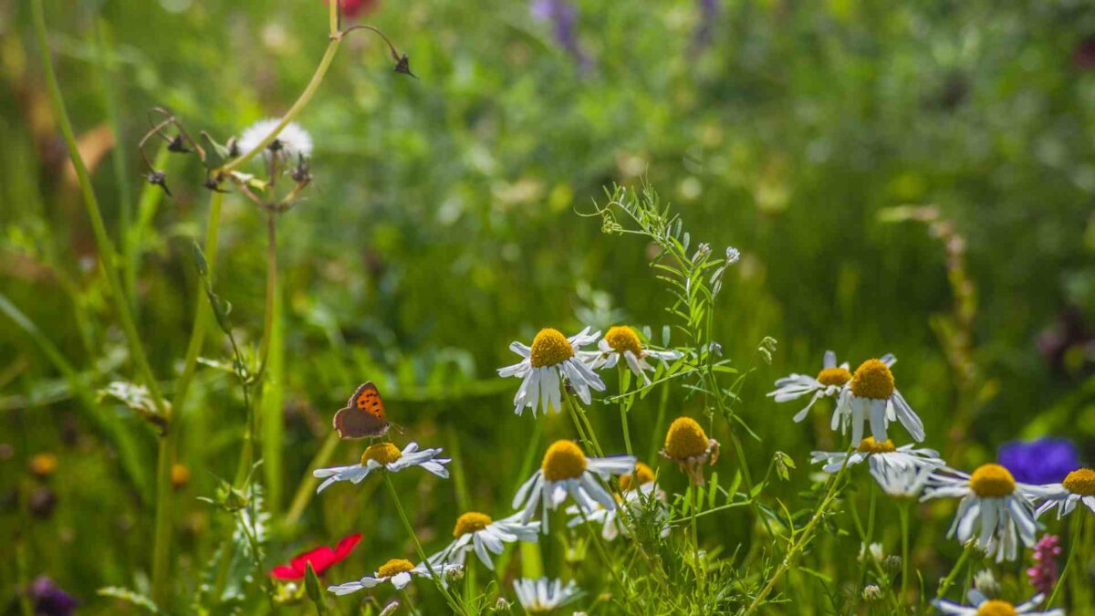 €2.9 Million Boost for Biodiversity Projects Across Ireland 25 biodiversity