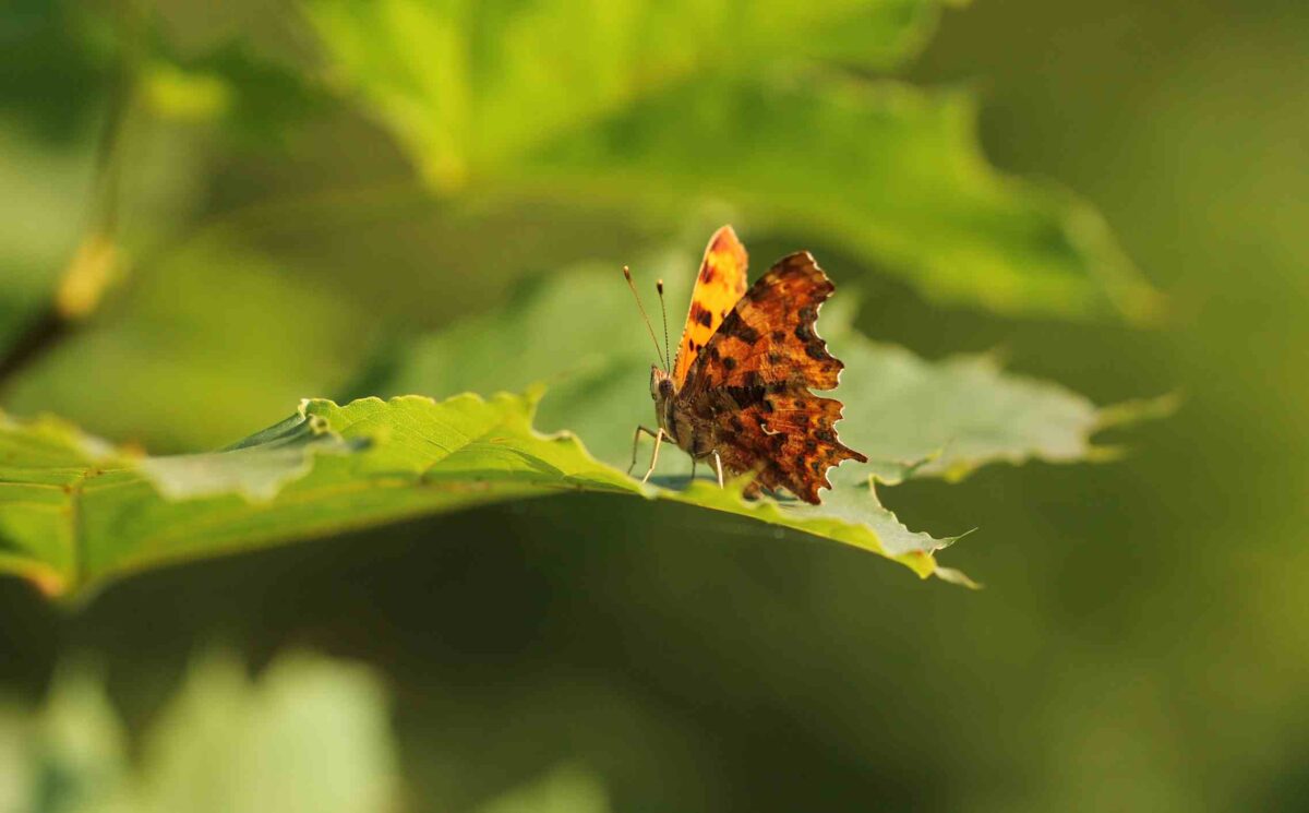 comma_butterfly-1200x745 Contrasting fortunes for Ireland’s butterfly populations