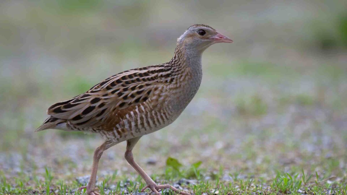 Major boost for Corncrake as State acquires Mayo breeding site 25 The corncrake (Crex crex) is a bird in the rail family.