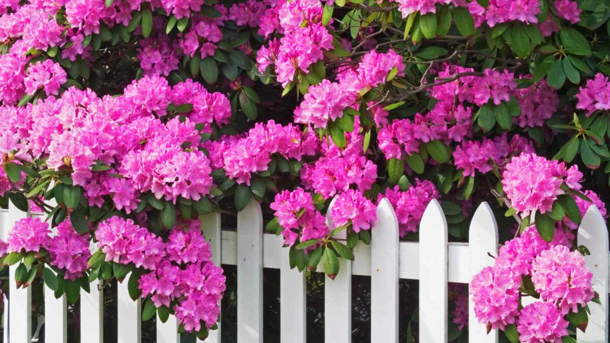 Rhododendron Week begins in Carlow 25 Rhododendron