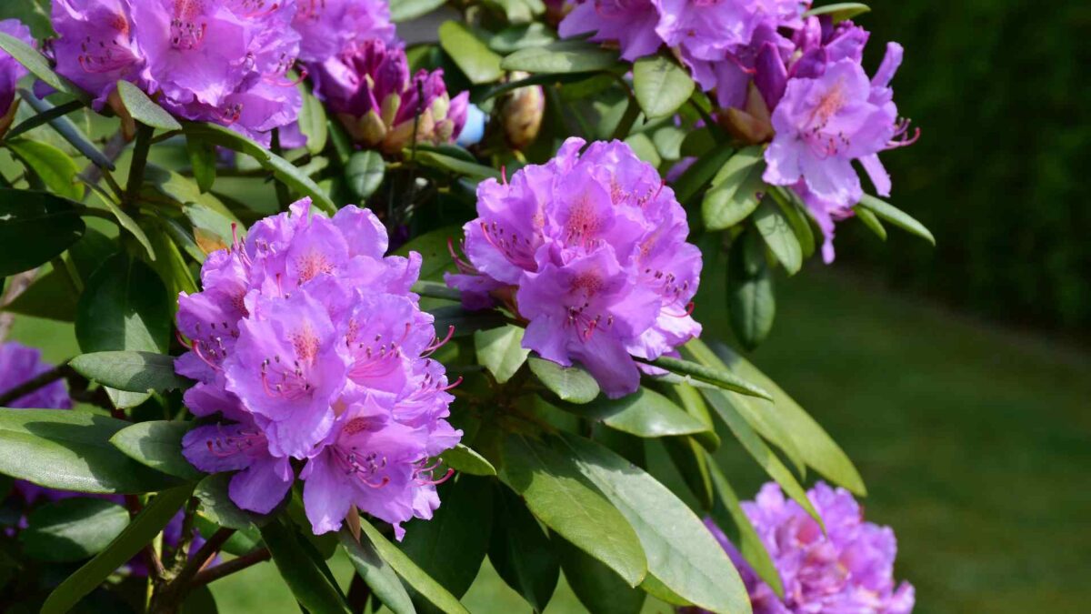 Rhododendron Week begins in Carlow 26 Rhododendron