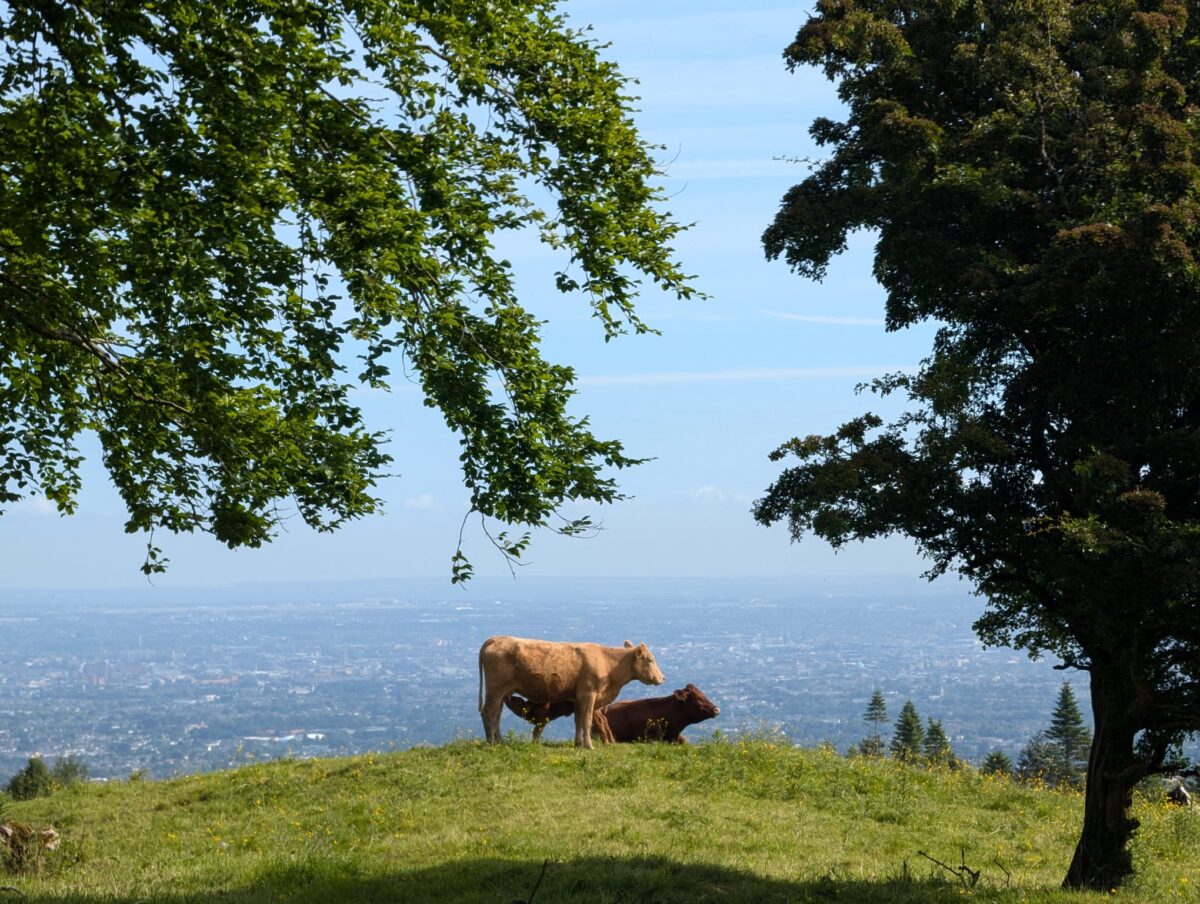 Ireland’s East and South Drier Than Average 25 Cattle dublin mountains