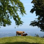Cattle dublin mountains
