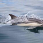 Common Dolphin