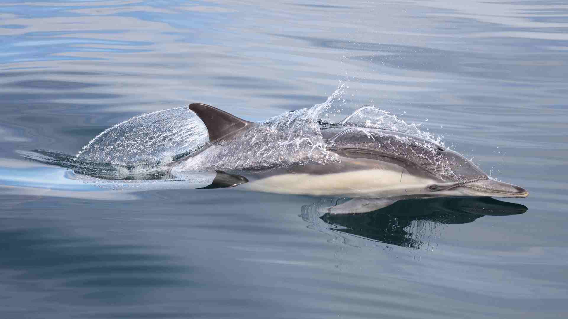 Common Dolphin
