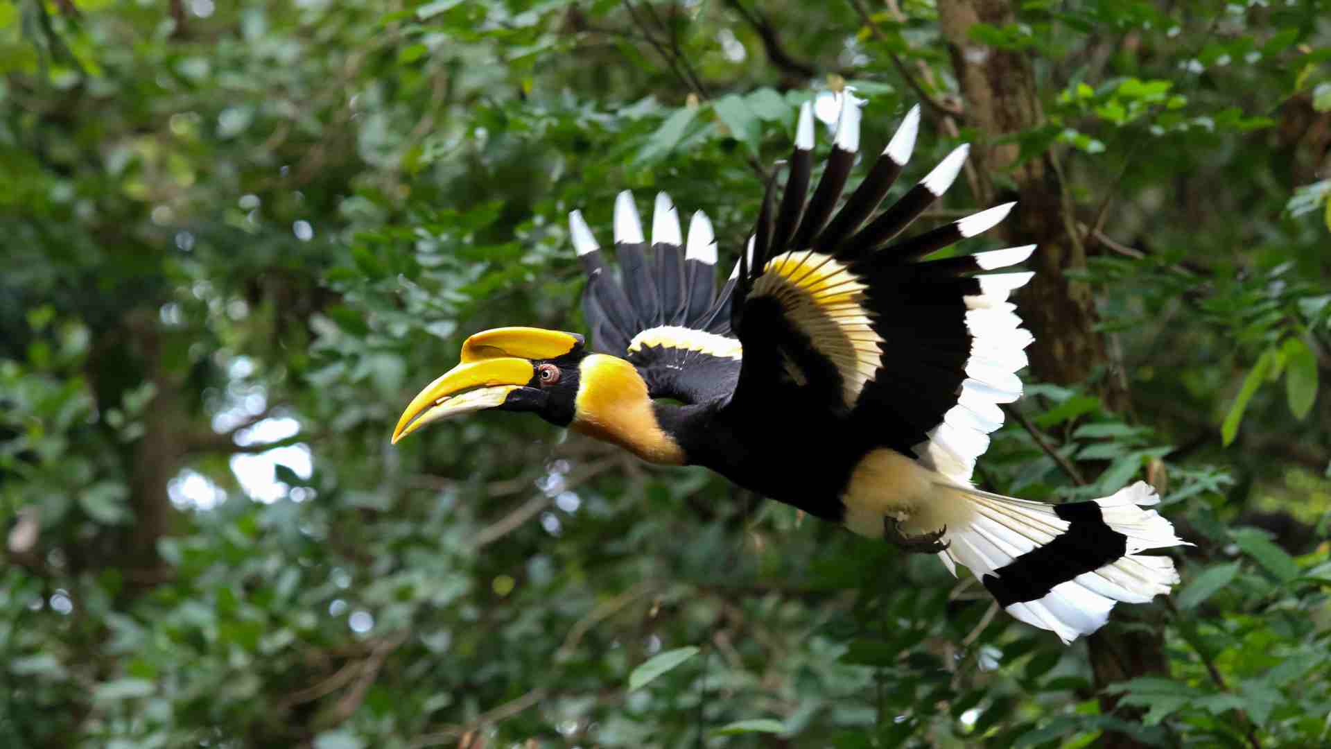 Great Hornbill