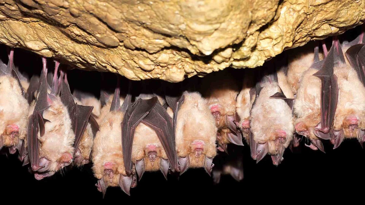 Greater-horseshoe-bat-Rhinolophus-ferrumequinum-1200x675 Bats, Butterflies, and Big Tops: 132 Projects Awarded Heritage Funding