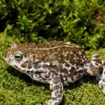 NATTERJACK TOAD