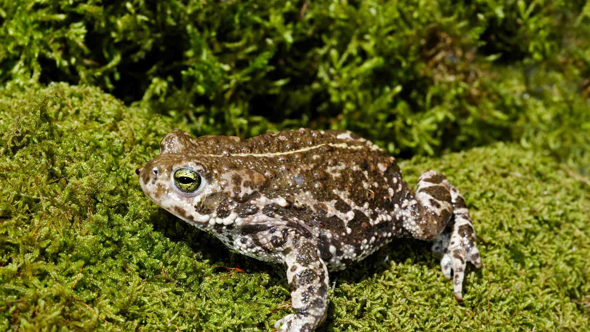 NATTERJACK TOAD