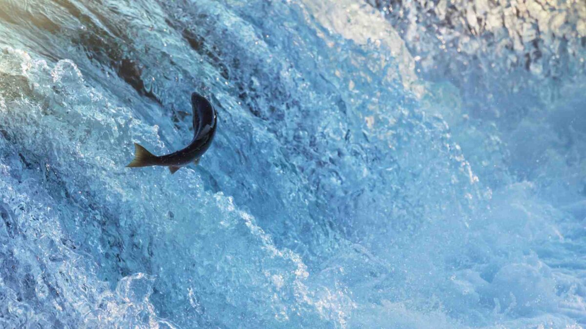 Pacific-salmon-1200x675 Anglers Urged to Report Sightings of Invasive Pink Salmon