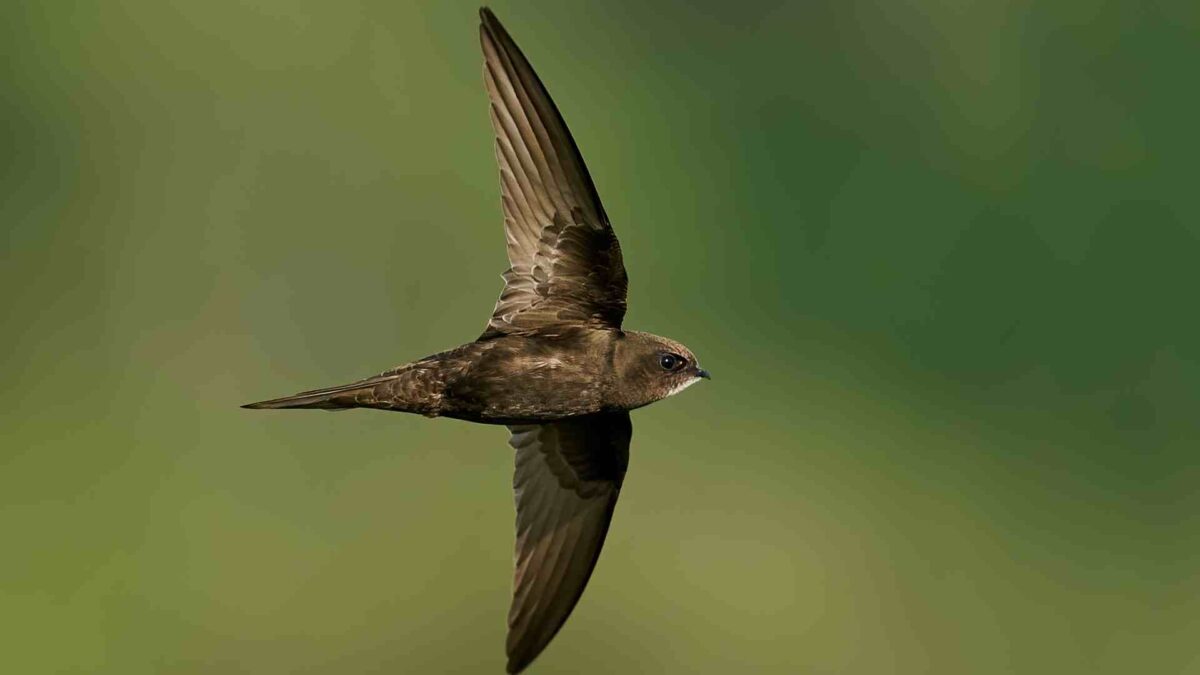 Swift Crisis: Public Urged to Help Track Endangered Birds 25 Swift