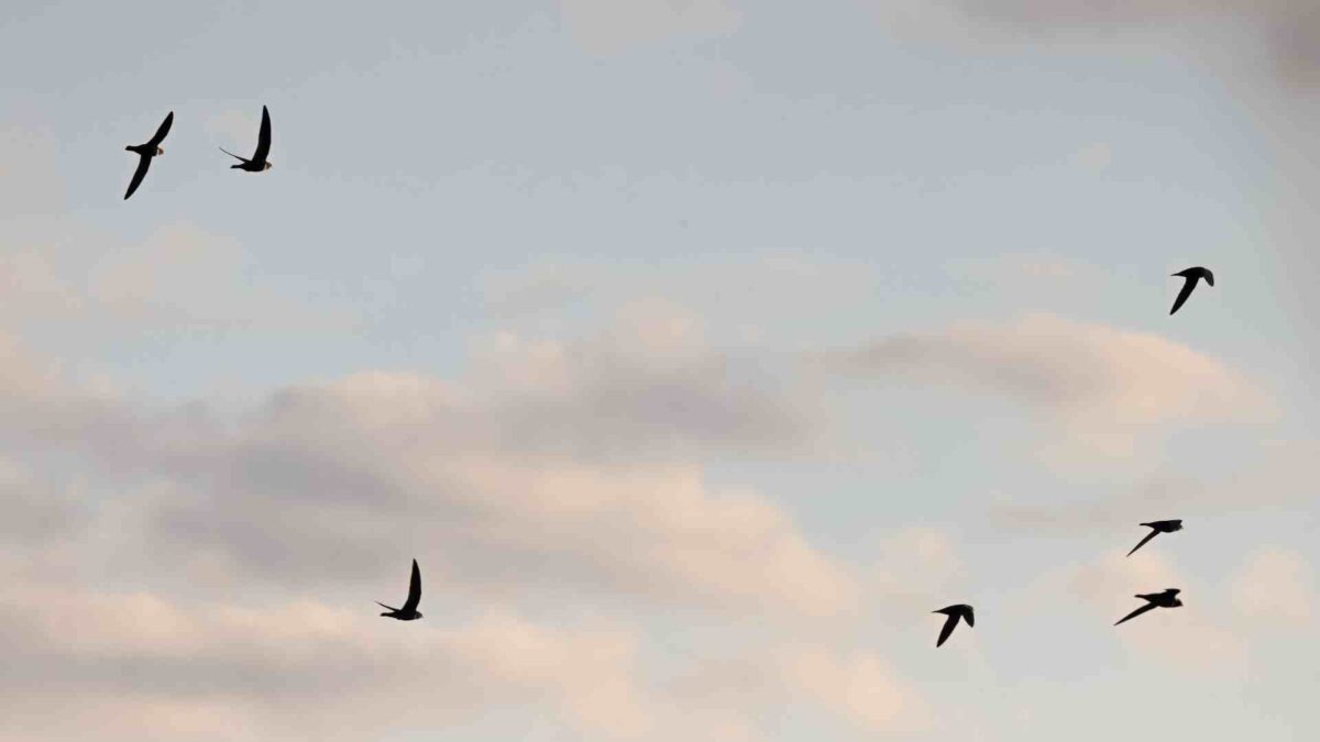 Swift Crisis: Public Urged to Help Track Endangered Birds 26 Swifts