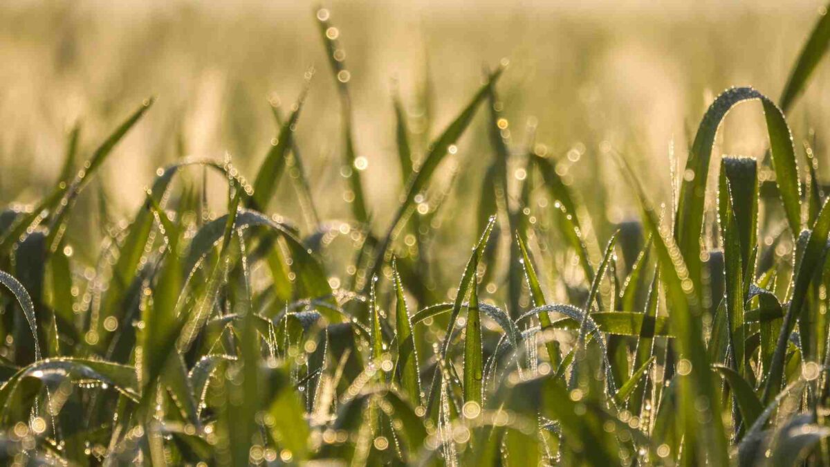 Ground Conditions Shift as Weather Turns Unsettled 25 Wet ground or land