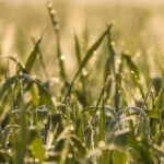 Wet ground or land