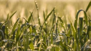 Wet ground or land