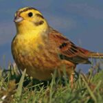 Yellowhammer