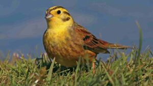 Yellowhammer
