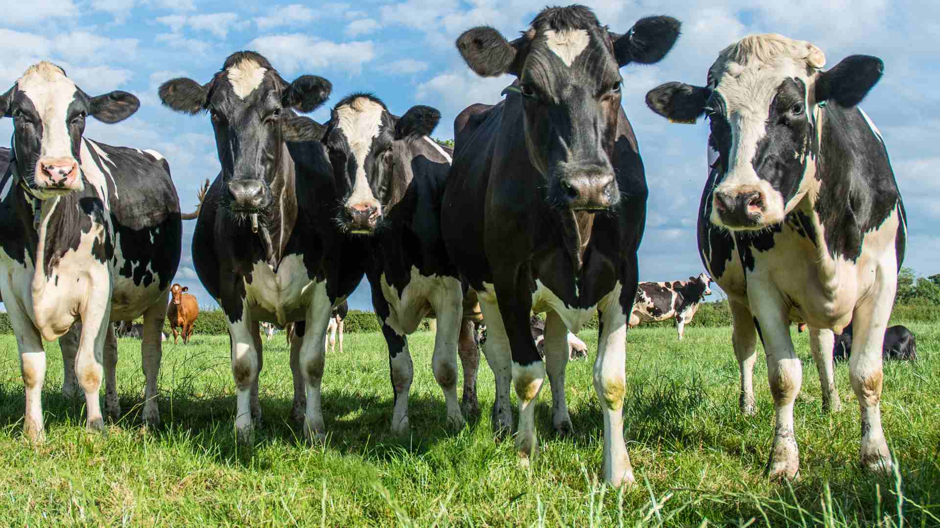 cattle