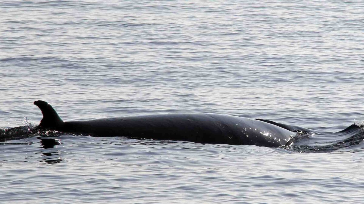 minke-whale-1200x675 Minke Whale Killed by Ship Strike in Galway Bay - IWDG