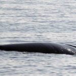 Minke Whale