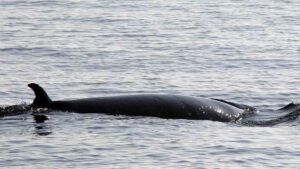 Minke Whale