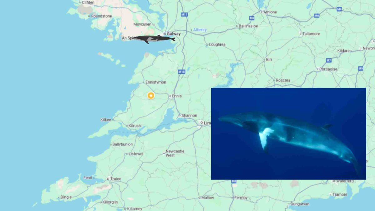 minke-whale2-1200x675 Minke Whale Killed by Ship Strike in Galway Bay - IWDG