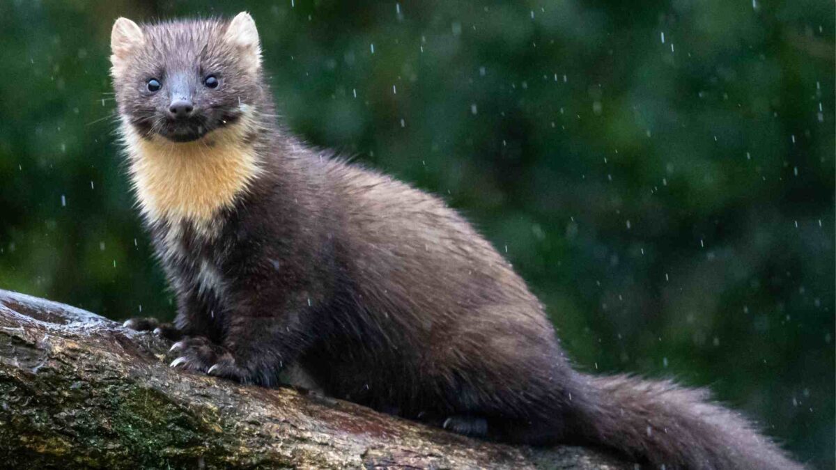 Red Squirrels Outsmart Old Foe in Irish Forests 26 pine marten