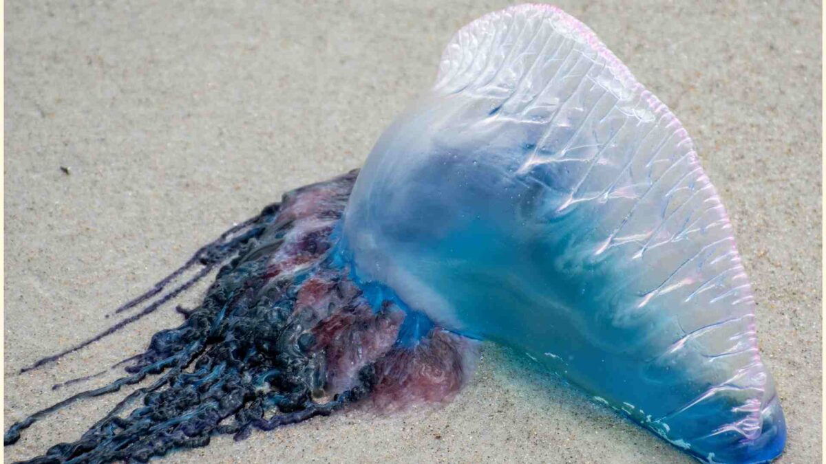Ocean Stinger Is Actually Four Different Species 26 Portuguese man o’ war