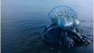 Portuguese man o’ war