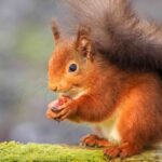 Red squirrel