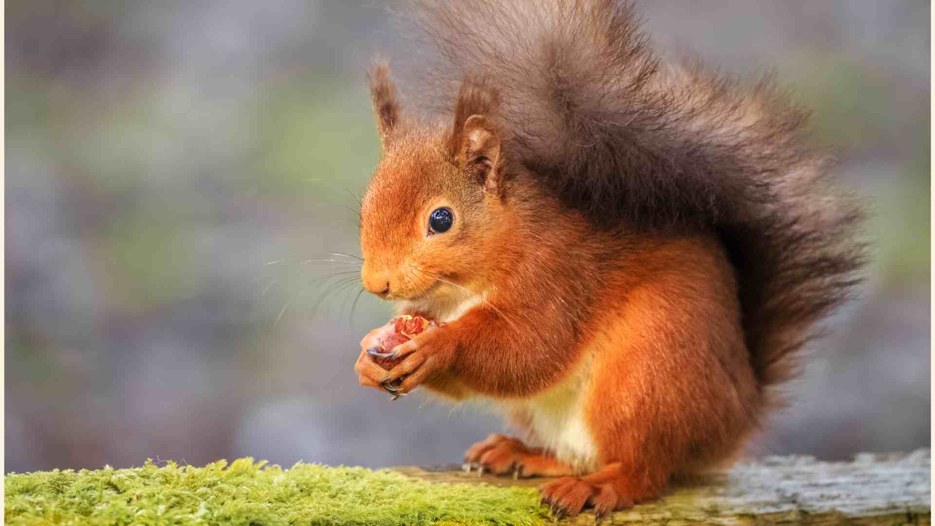 Red squirrel